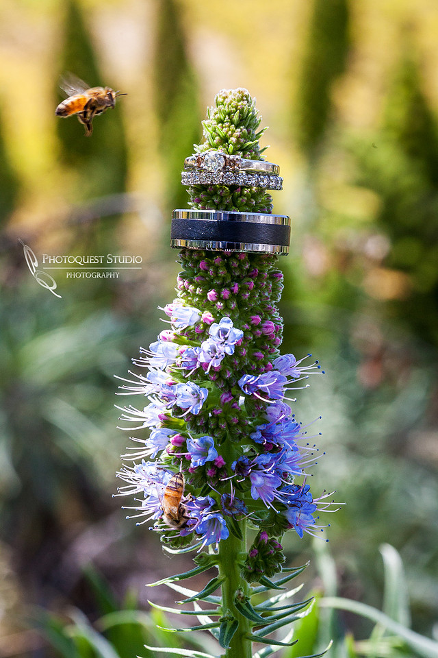 Diamond Ring with Bees by wedding photographer in temecula