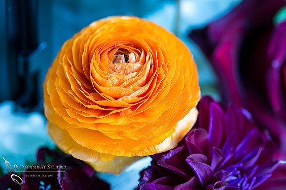 Beautiful Orange flower