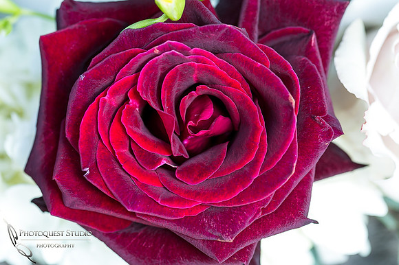 Red Rose