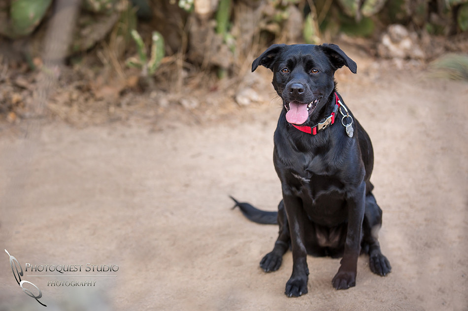 engagement with dog, Southern California Engagement with nature in fall Photos in Fallbrook, San Diego by Temecula Winery Wedding Photographer, Sarah & Shawn