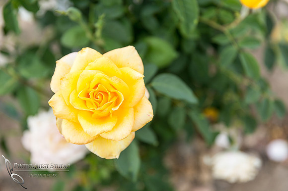 Doffo-Winery-Photo-by-Temecula-Wedding-Photographer-of-Photoquest-Studio-9
