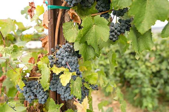 Monte De Oro Winery Wedding Photo by Photographer in Temecula.