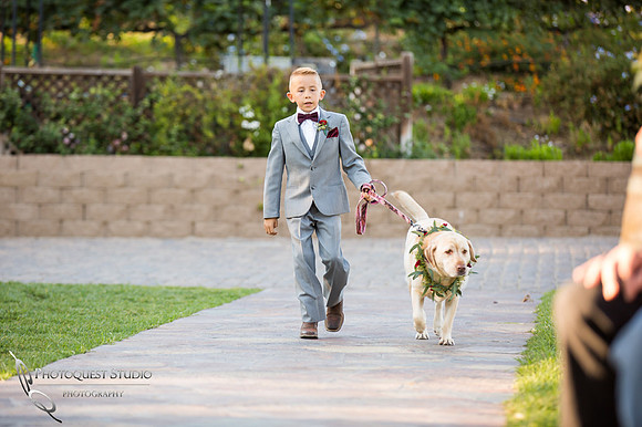 Cute Dog and Handsome Ring Boy