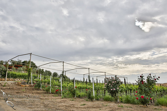 Doffo-Winery-Photo-by-Temecula-Wedding-Photographer-of-Photoquest-Studio-3