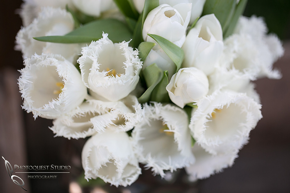Got tullips?