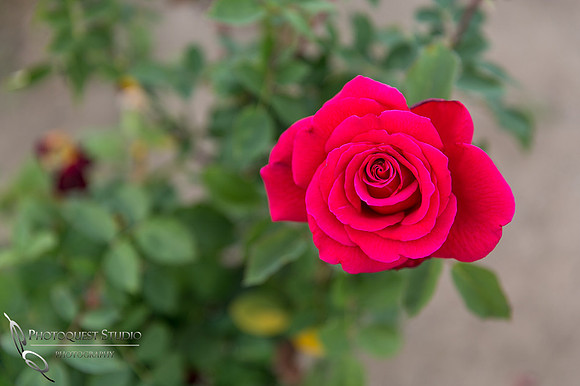 Doffo-Winery-Photo-by-Temecula-Wedding-Photographer-of-Photoquest-Studio-11