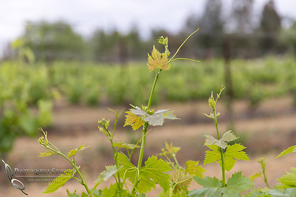 Doffo-Winery-Photo-by-Temecula-Wedding-Photographer-of-Photoquest-Studio-5