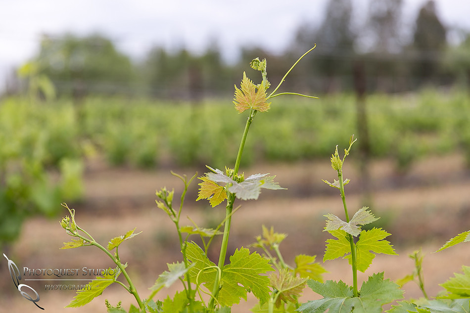 Doffo-Winery-Photo-by-Temecula-Wedding-Photographer-of-Photoquest-Studio-5