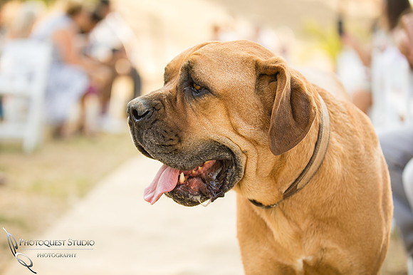 Micro-Wedding-by-Wedding-Photographer-in-Temecula,-Rachel-&-Scott-191