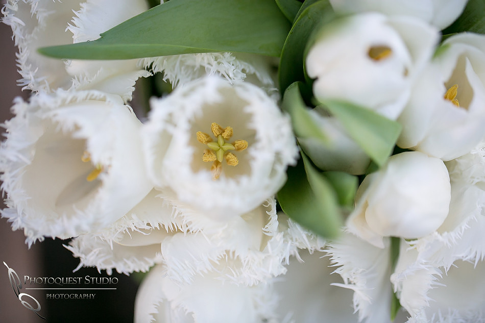 White tulips