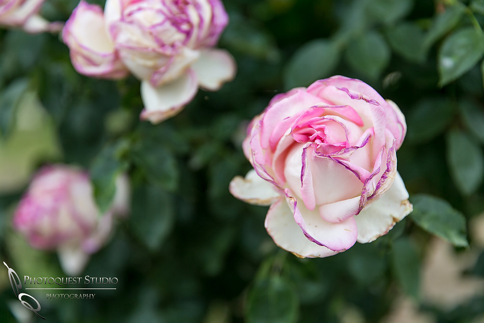 Doffo-Winery-Photo-by-Temecula-Wedding-Photographer-of-Photoquest-Studio-6