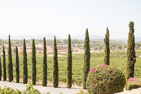 Surprise Proposal at Callaway, Temecula Winery by Wedding Photographer of Photoquest Studio - Tim & Megan