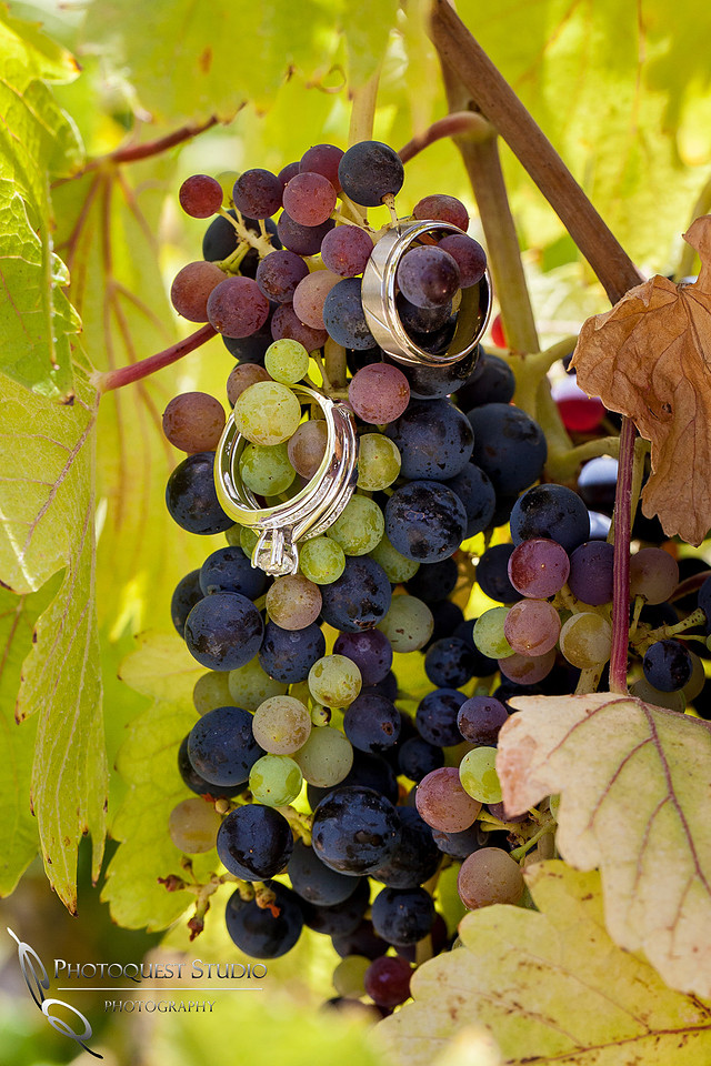Temecula Wedding Photographer captured romantic and fun wedding photos at Wiens Family Cellars, Temecula Winery Wedding.