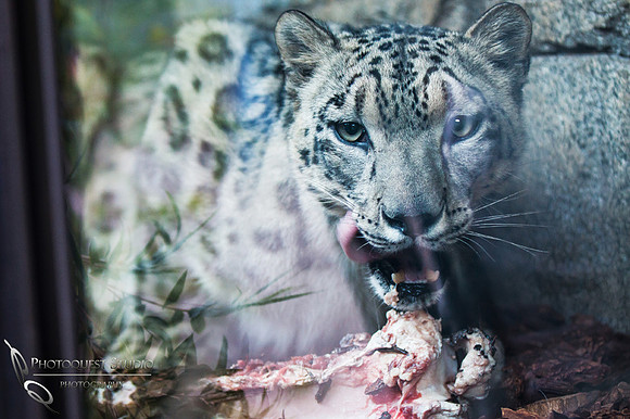 SD-Zoo-Summer-2016-w.-Hansen-39