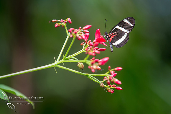 San Diego Zoo March 2015-6