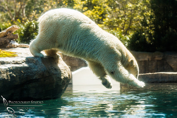 SD-Zoo-1