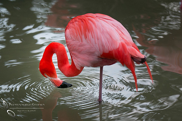 San Diego Zoo on Valentine's Day by Temecula Wedding Photographer (13)