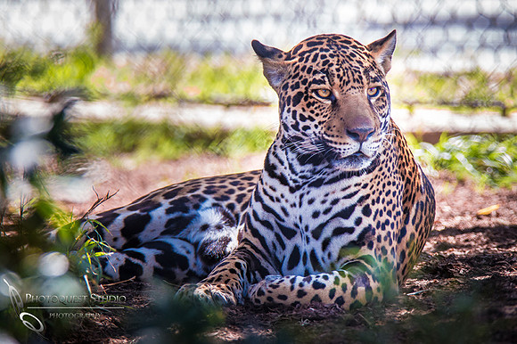 SD-Zoo-4