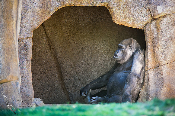 San Diego Zoo March 2015-1