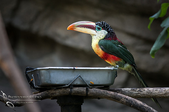 San Diego Zoo on Valentine's Day by Temecula Wedding Photographer (15)
