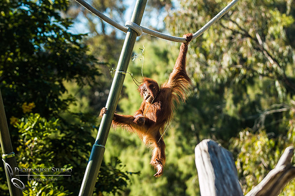 SD-Zoo-Summer-2016-w.-Hansen-8