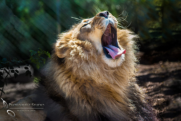 SD-Zoo-3