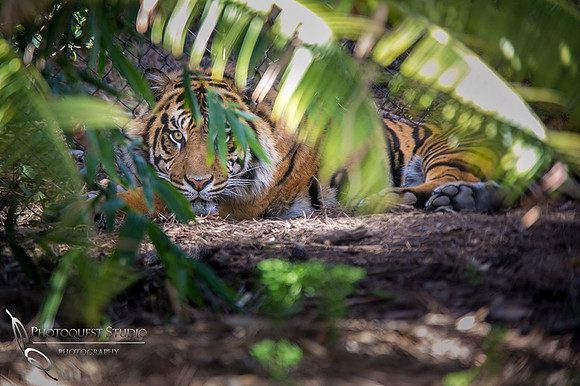San Diego Zoo March 2015-8