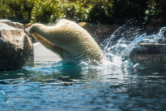 SD-Zoo-2