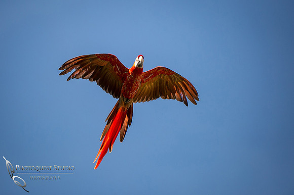 San Diego Zoo March 2015-3