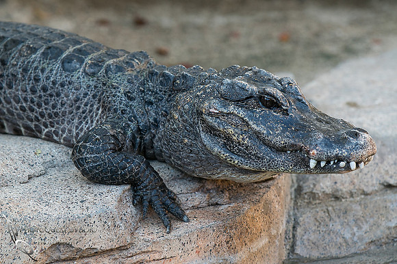 San Diego Zoo on Valentine's Day by Temecula Wedding Photographer (6)