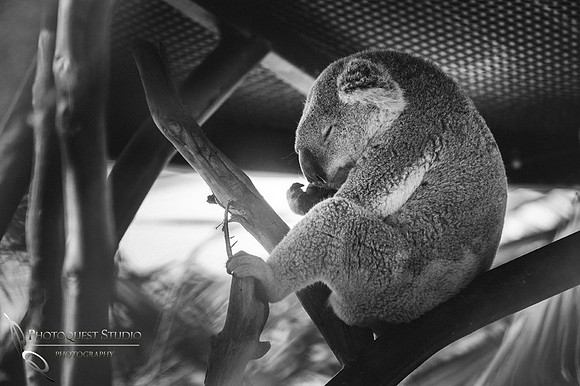 SD-Zoo-Summer-2016-w.-Hansen-2
