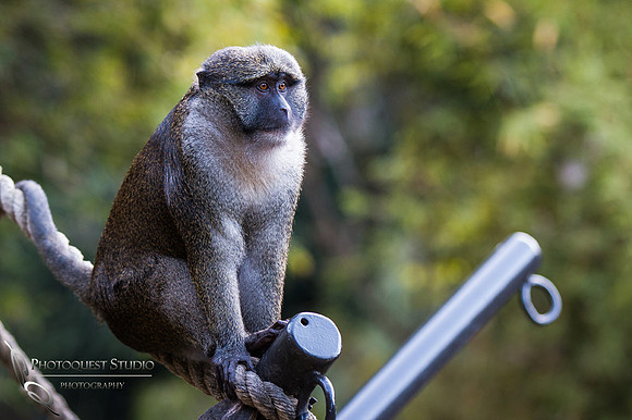 SD-Zoo-Summer-2016-w.-Hansen-35