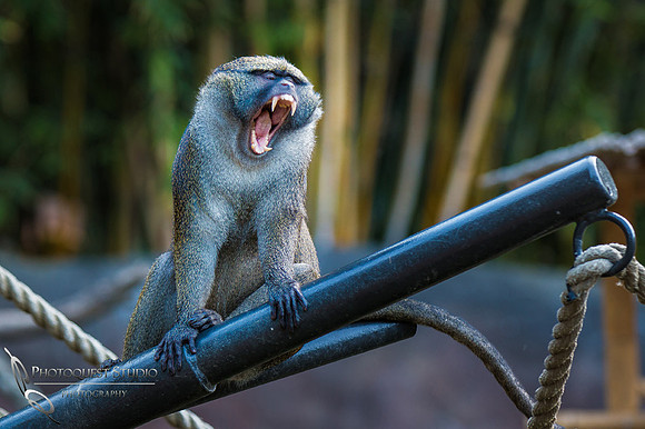 SD-Zoo-Summer-2016-w.-Hansen-33