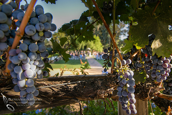 Wedding photo at Lake Oak Meadows, Temecula Winery by Photographer of Photoquest Studio