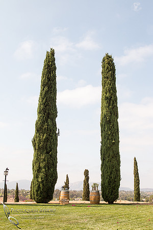 Surprise Proposal at Callaway, Temecula Winery by Wedding Photographer of Photoquest Studio - Tim & Megan