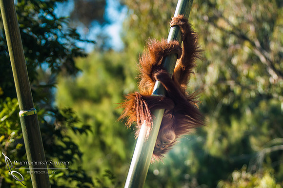 SD-Zoo-Summer-2016-w.-Hansen-10